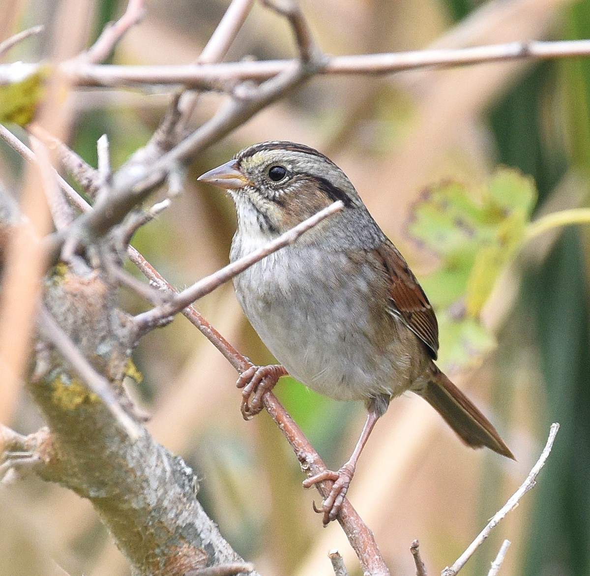 Swamp Sparrow - Steven Mlodinow