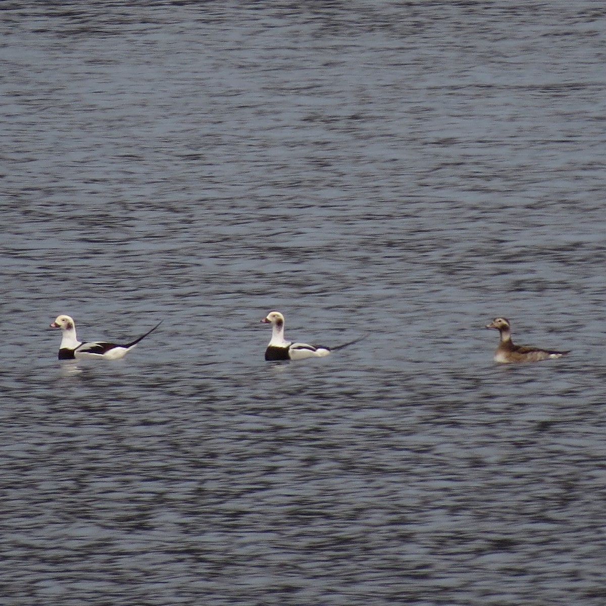 Long-tailed Duck - ML38322181