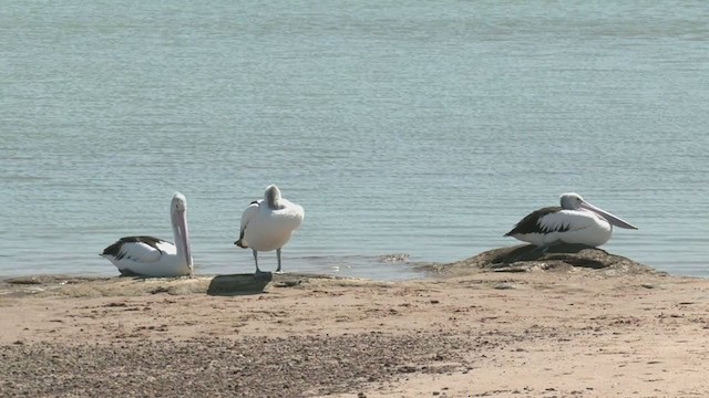 Australian Pelican - ML383221921