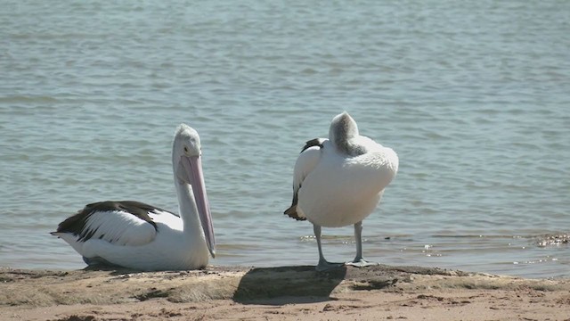 Australian Pelican - ML383222001