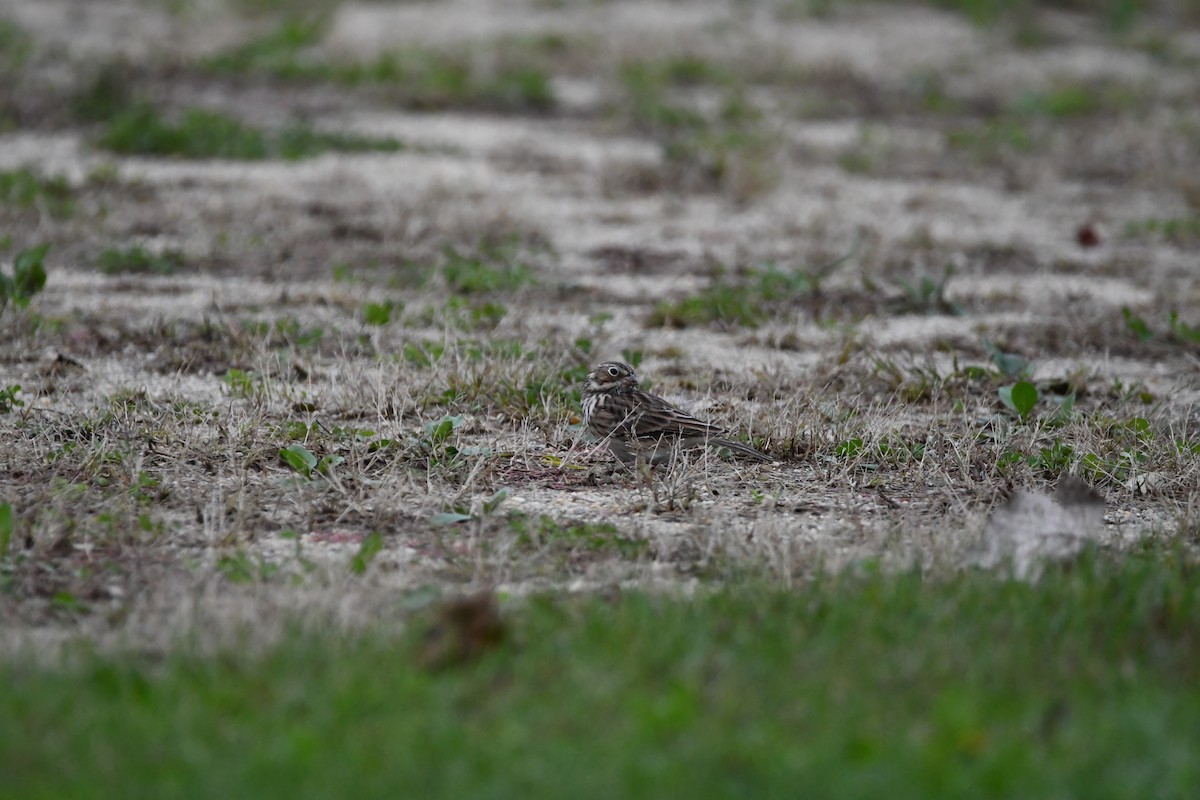 Vesper Sparrow - ML383222651