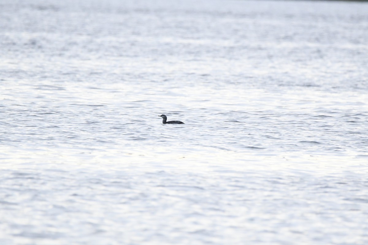 Red-throated Loon - ML383224051