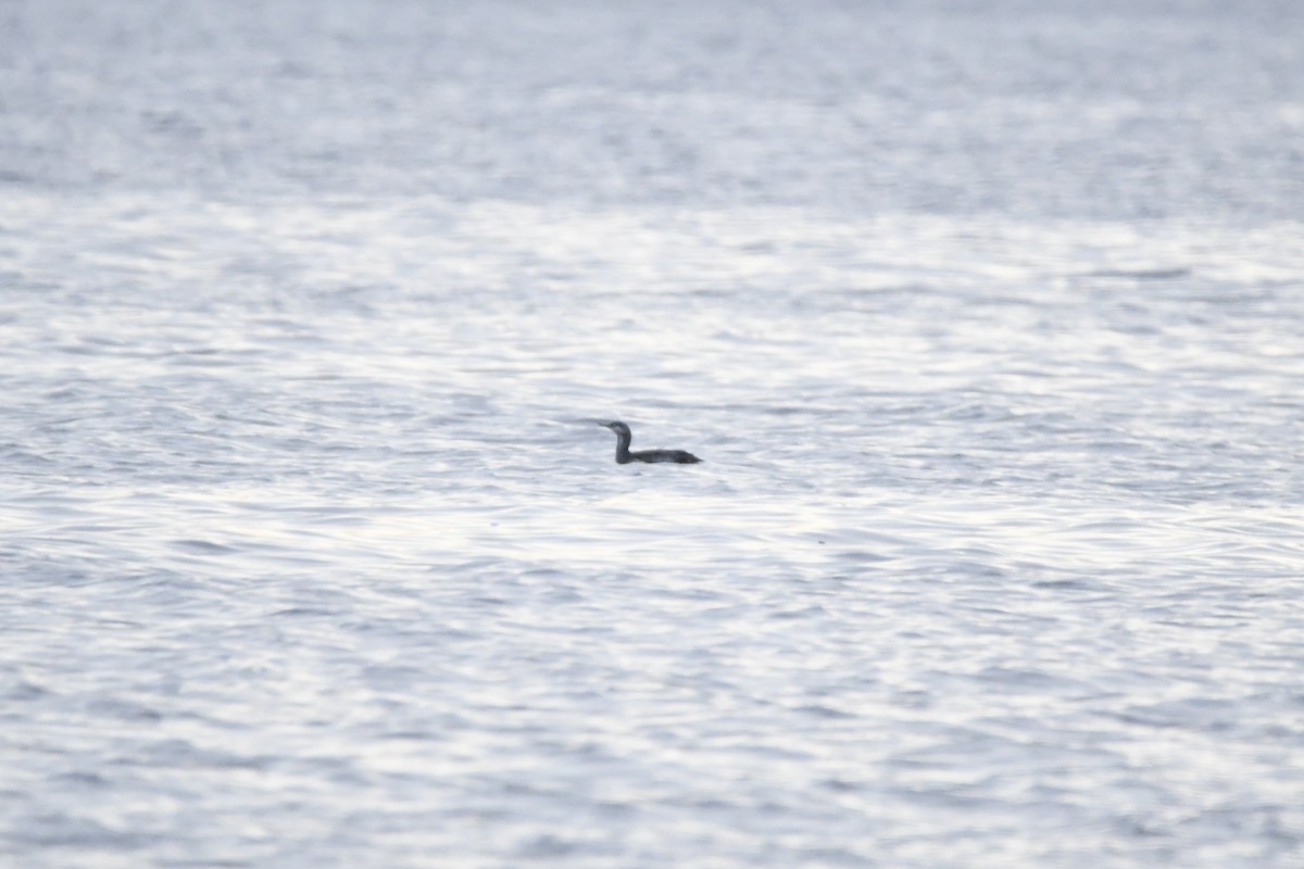 Red-throated Loon - ML383224061