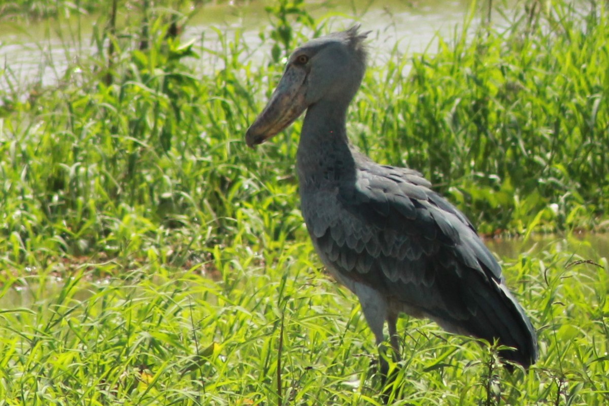 Shoebill - ML383224741