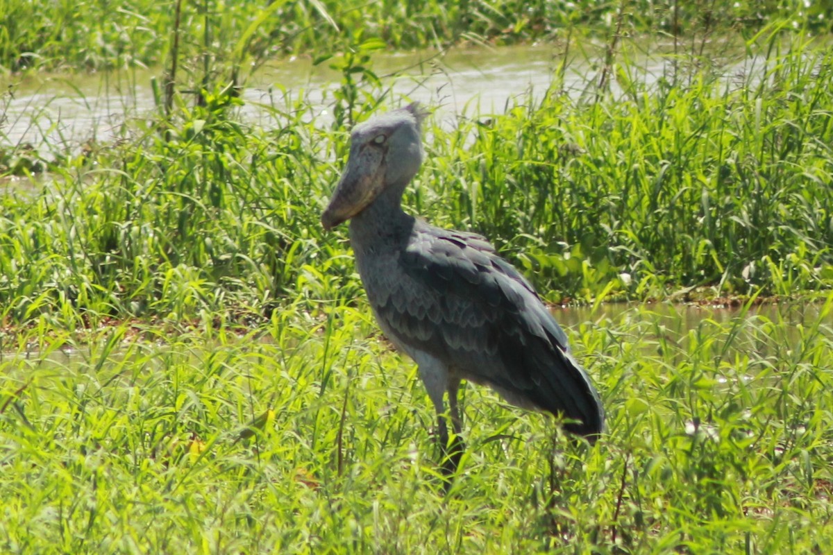 člunozobec africký - ML383224951