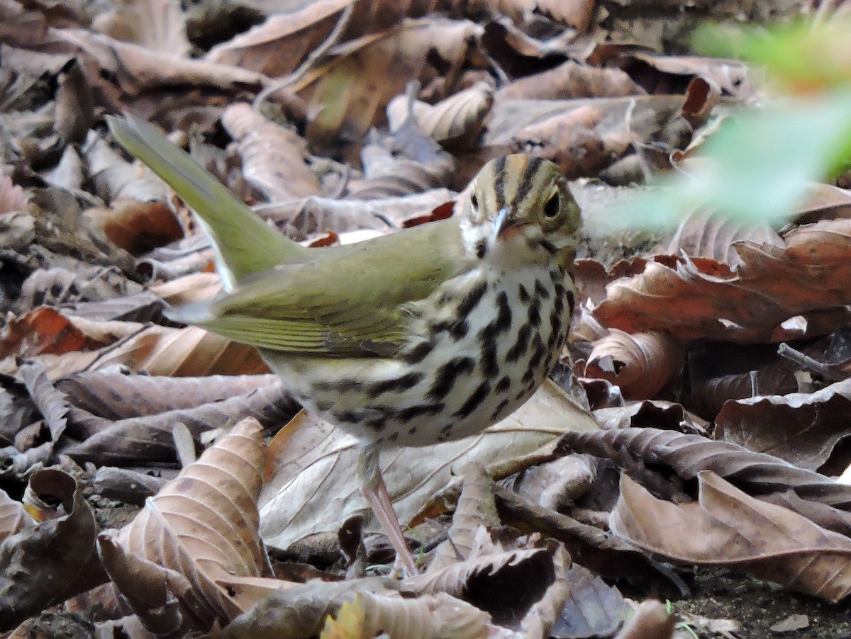 Ovenbird - ML38322631