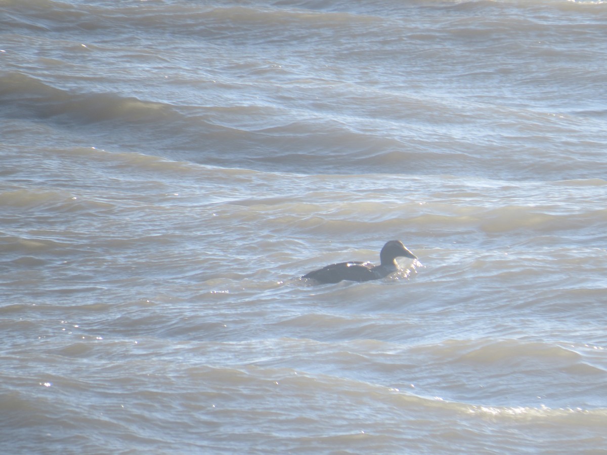 Common Eider - ML38322731