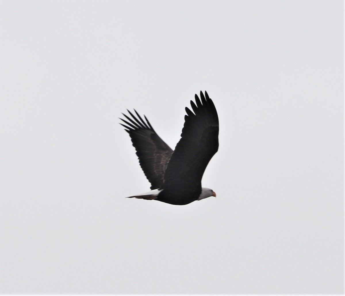 Bald Eagle - Peter Veighey