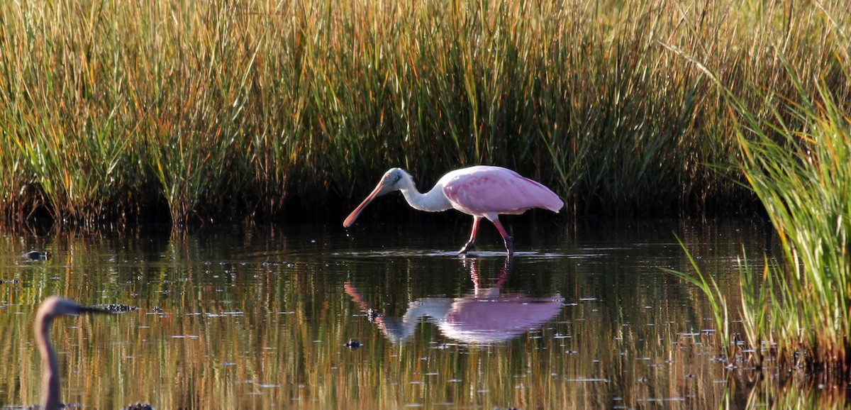 Roseate Spoonbill - ML38322921