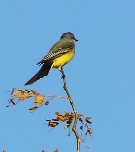 Western Kingbird - Janette Liddle