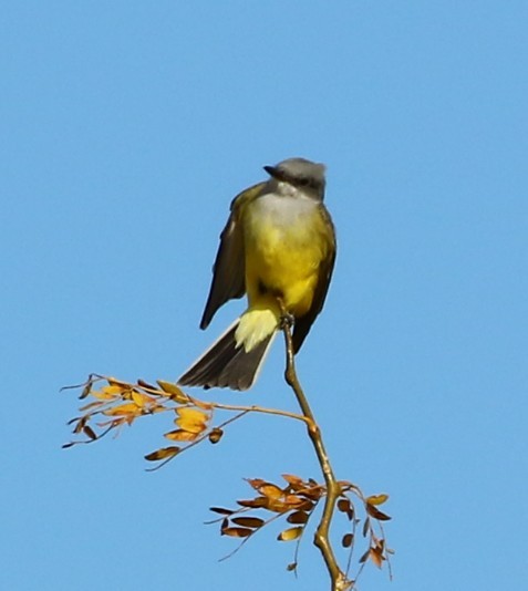 Western Kingbird - ML383229591