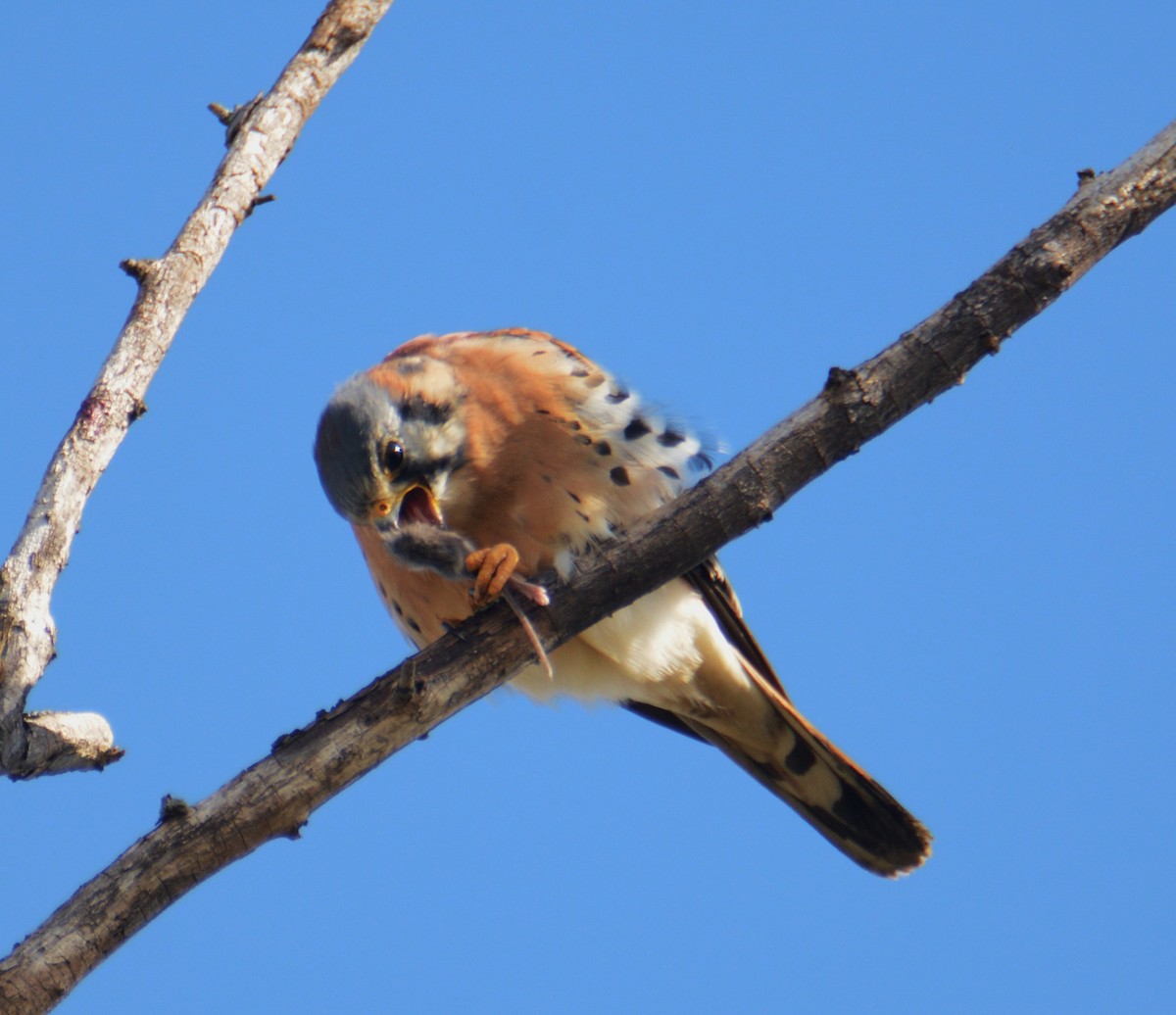 American Kestrel - ML38323151