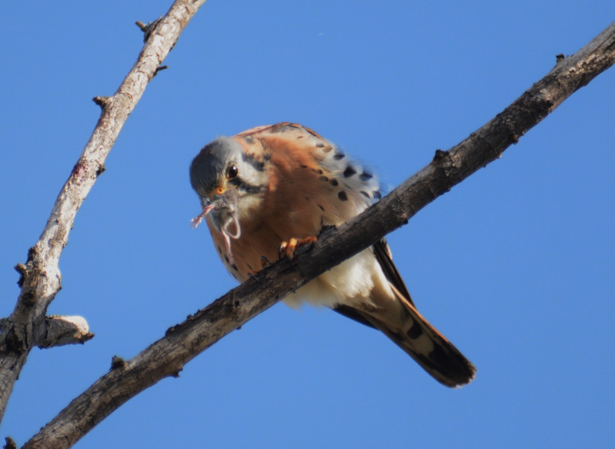 American Kestrel - ML38323181