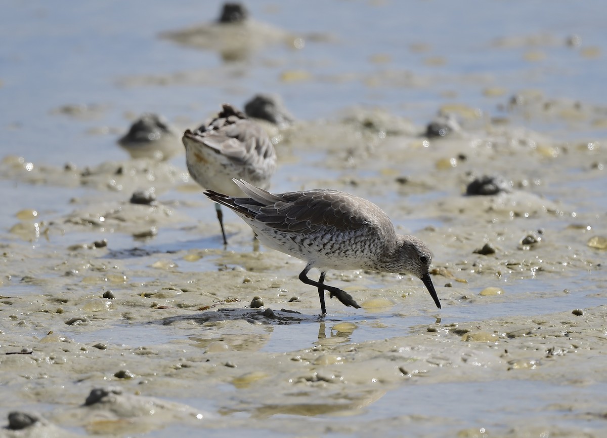 Red Knot - ML383232401