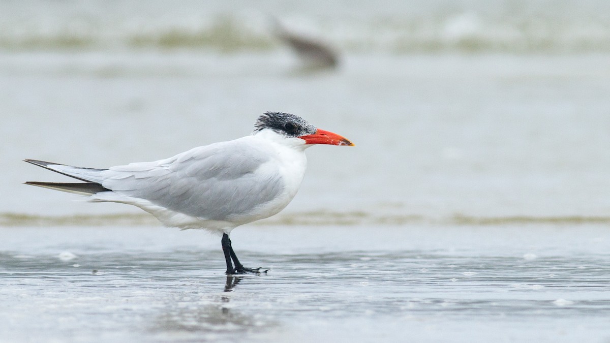 Caspian Tern - Fyn Kynd