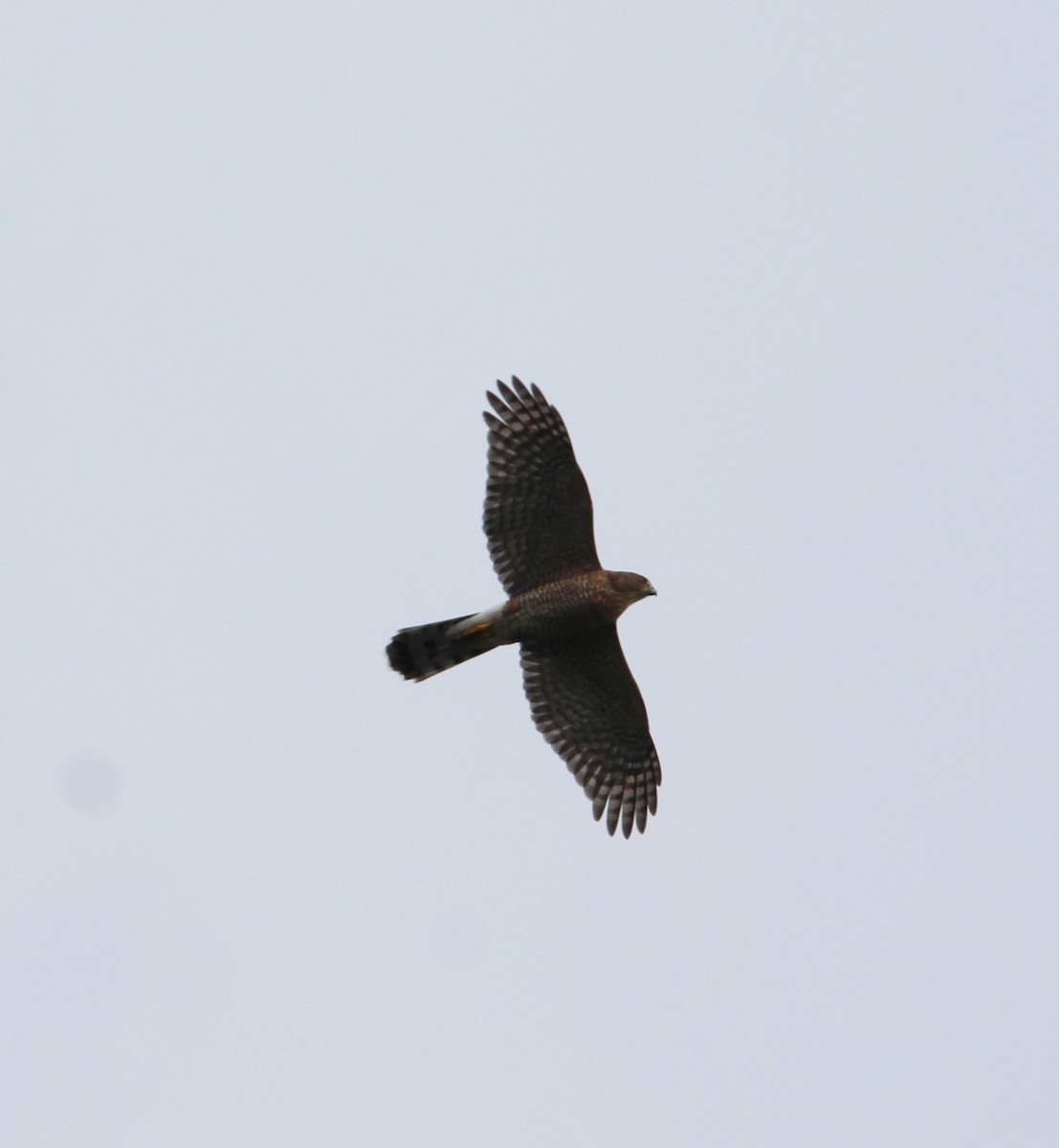 Cooper's Hawk - ML383232941