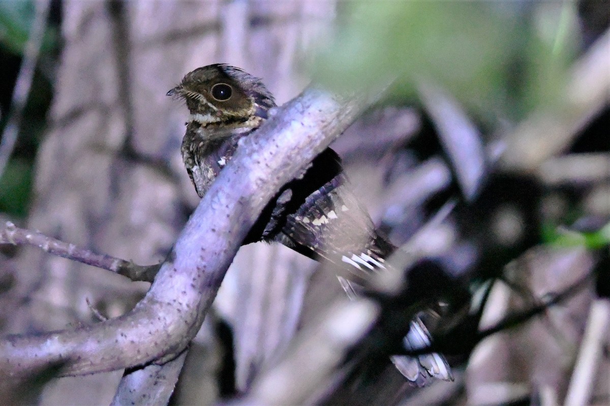 Large-tailed Nightjar - Trevor Ross