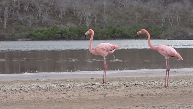 American Flamingo - ML383233351