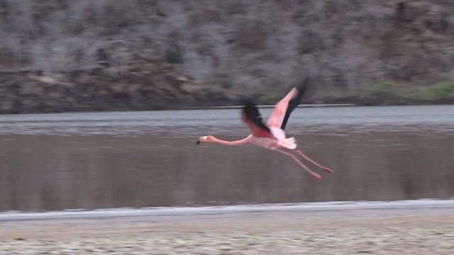 American Flamingo - ML383233361