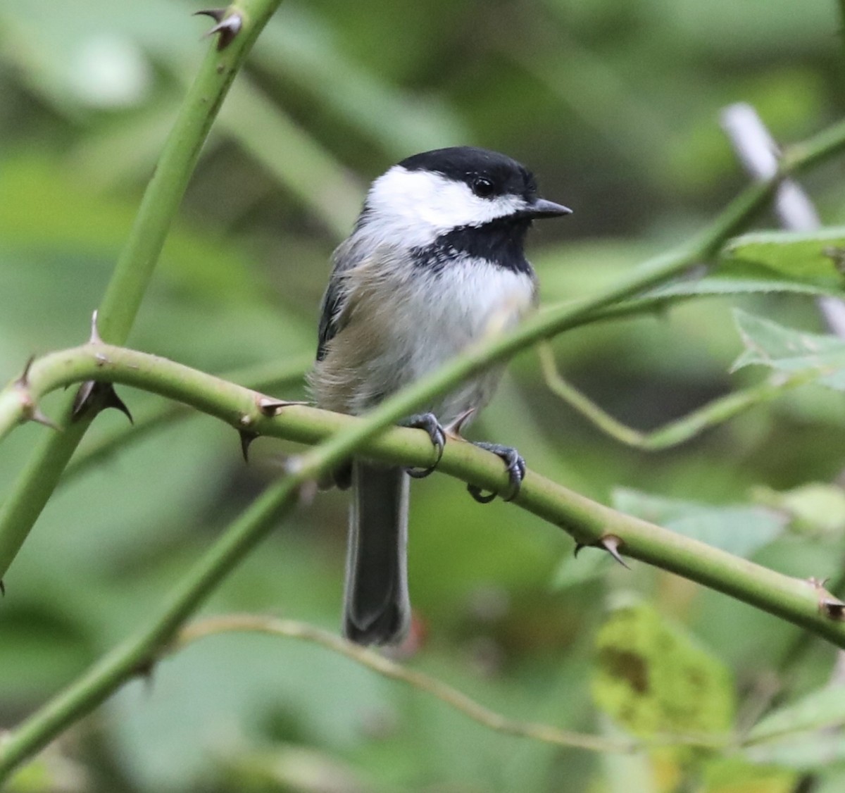 Black-capped Chickadee - ML383234191