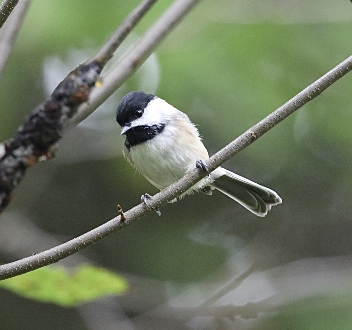 Black-capped Chickadee - ML383234261