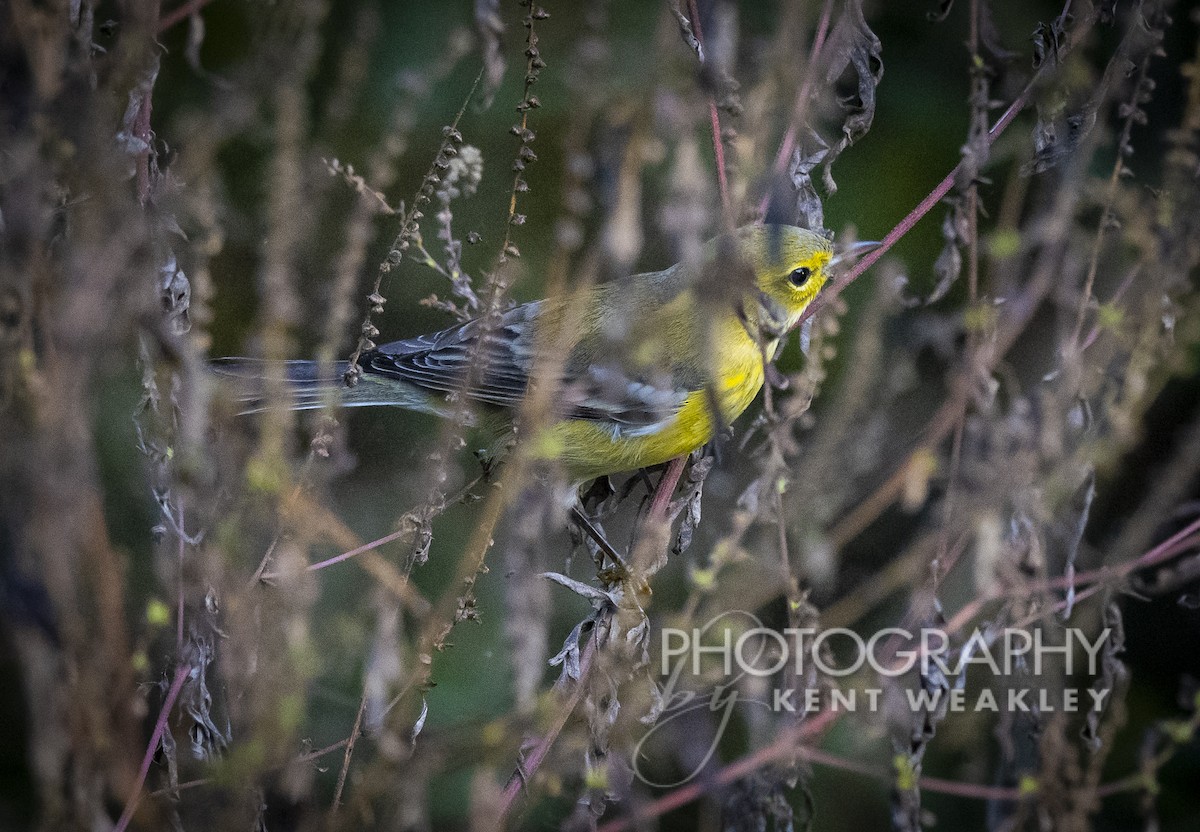 Pine Warbler - ML383234491