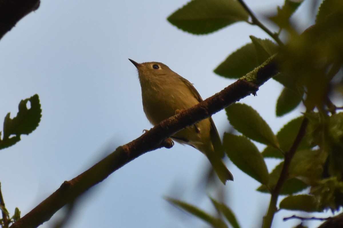 Ruby-crowned Kinglet - Claire H