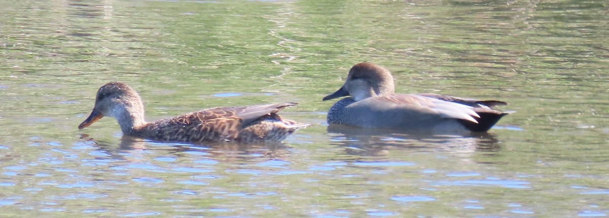 Gadwall - Wanda Lo