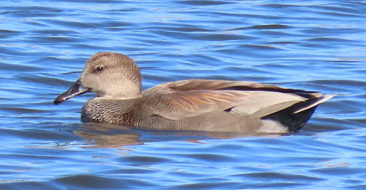 Gadwall - Wanda Lo