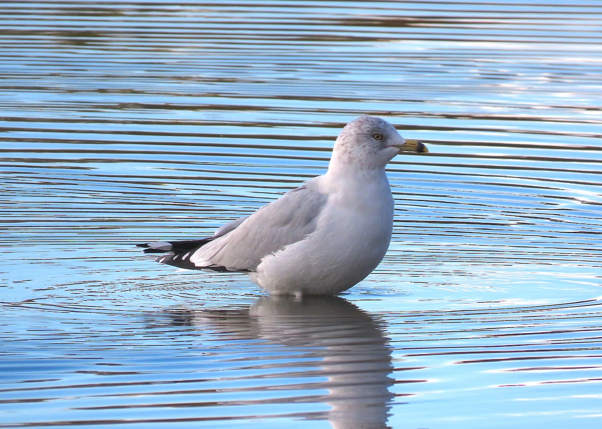 Gaviota de Delaware - ML383238791