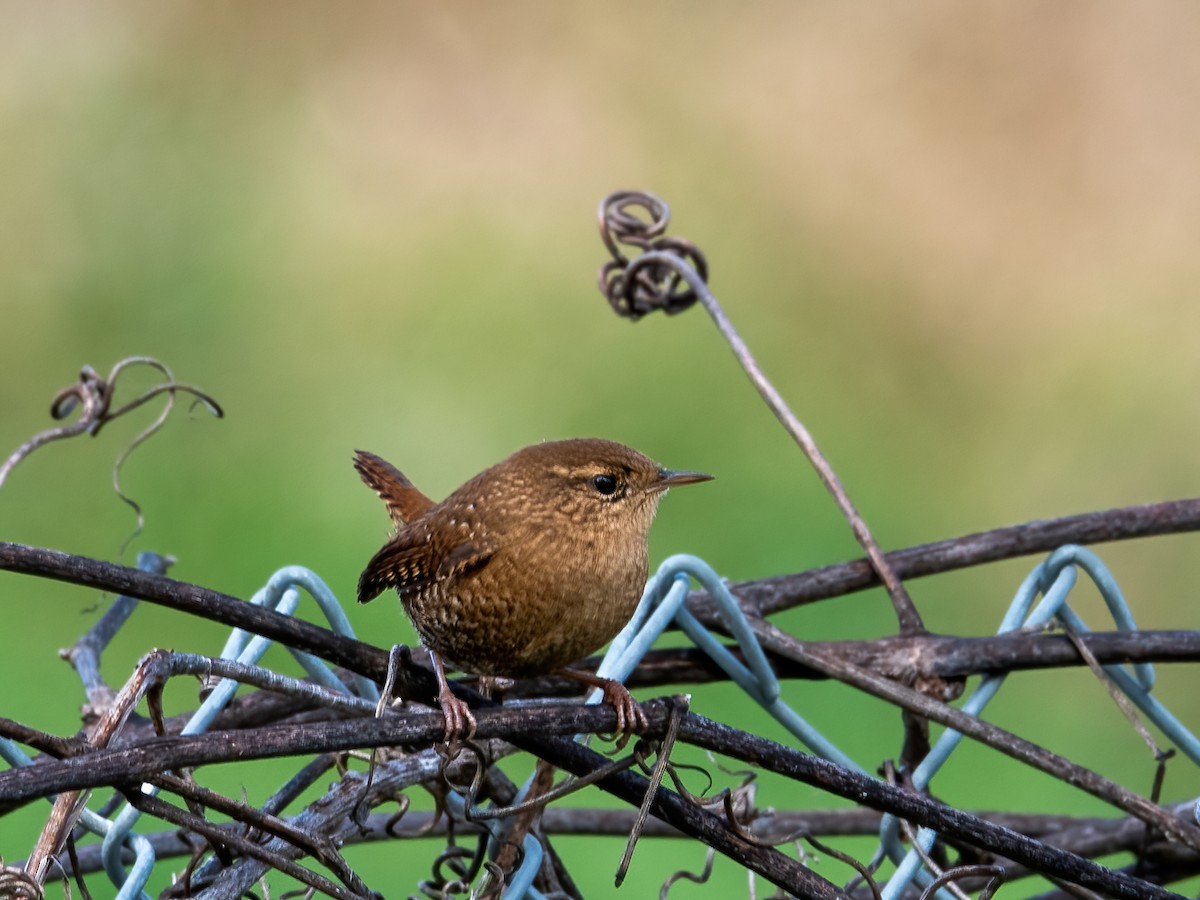 Winter Wren - ML383239351