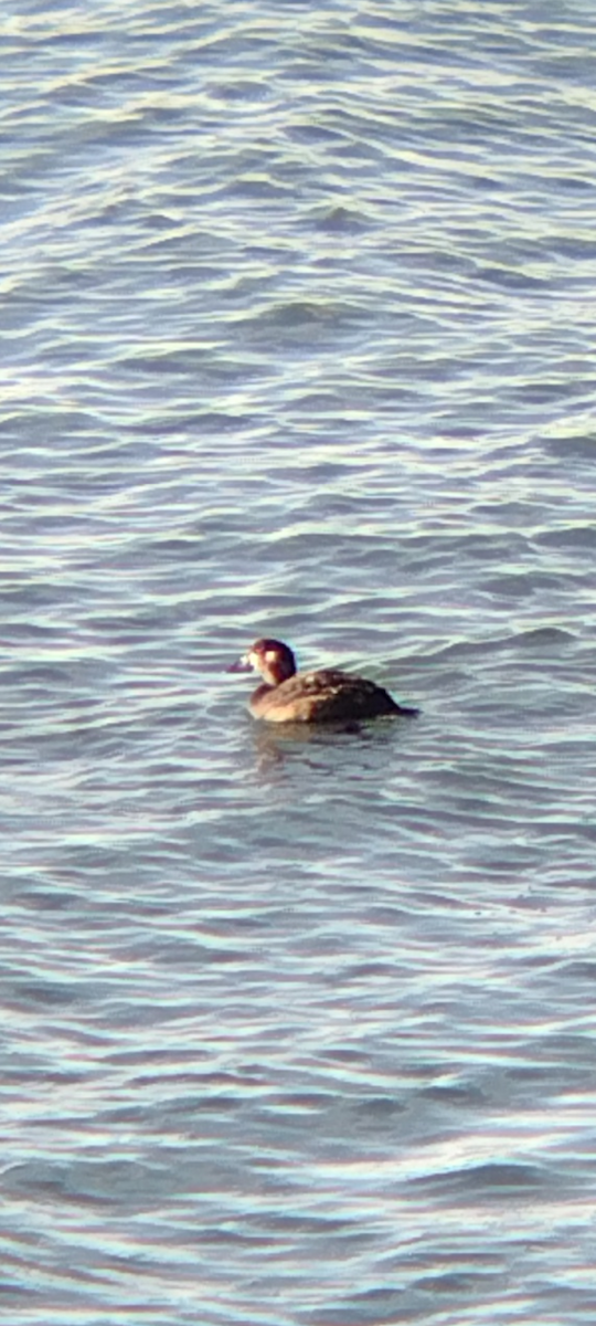 Surf Scoter - ML383239671