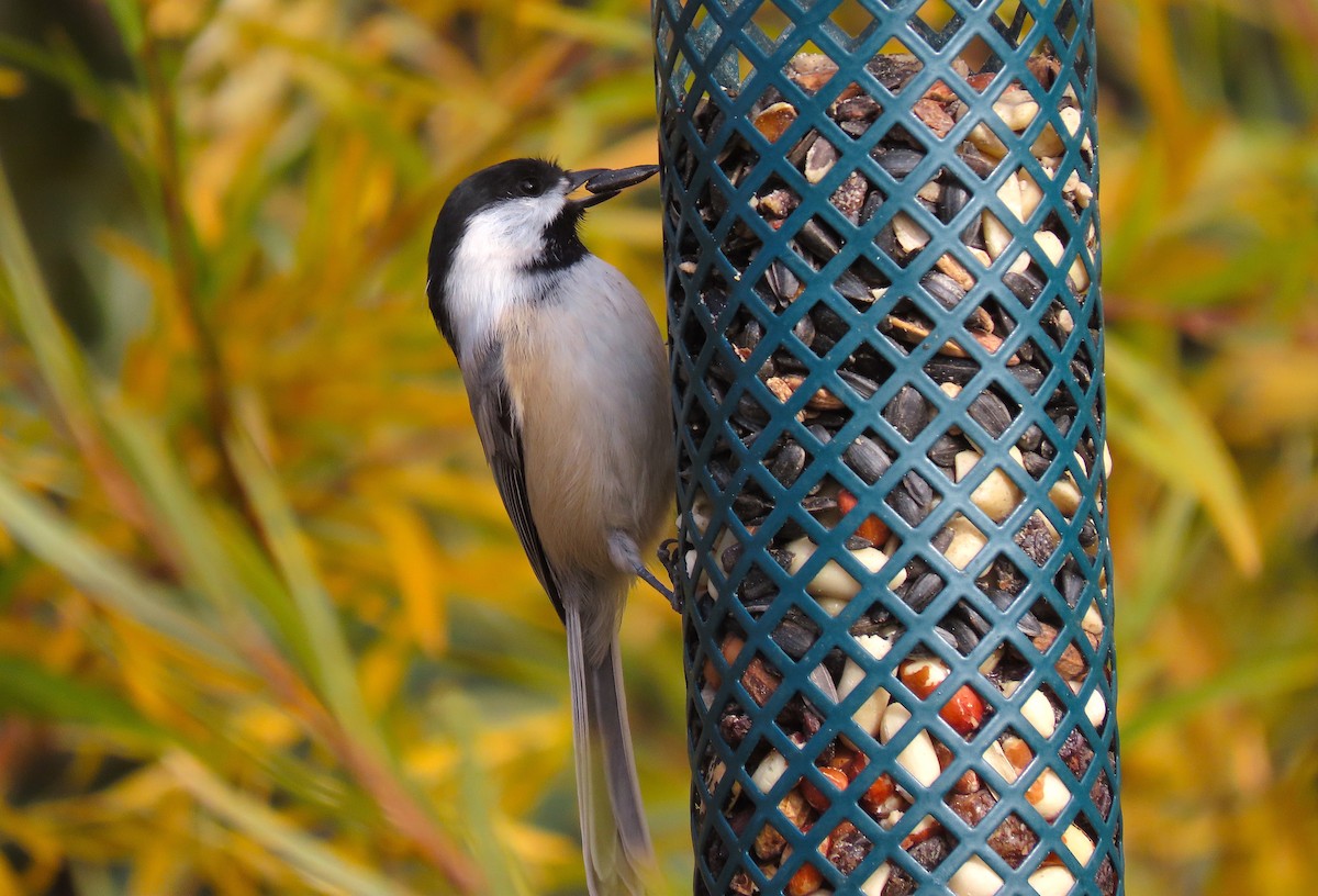 Black-capped Chickadee - ML383240241