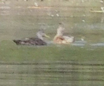 American Black Duck - ML38324051