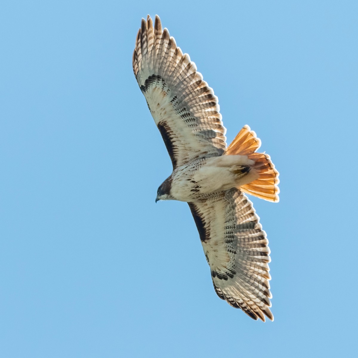 Red-tailed Hawk - Frank Farese