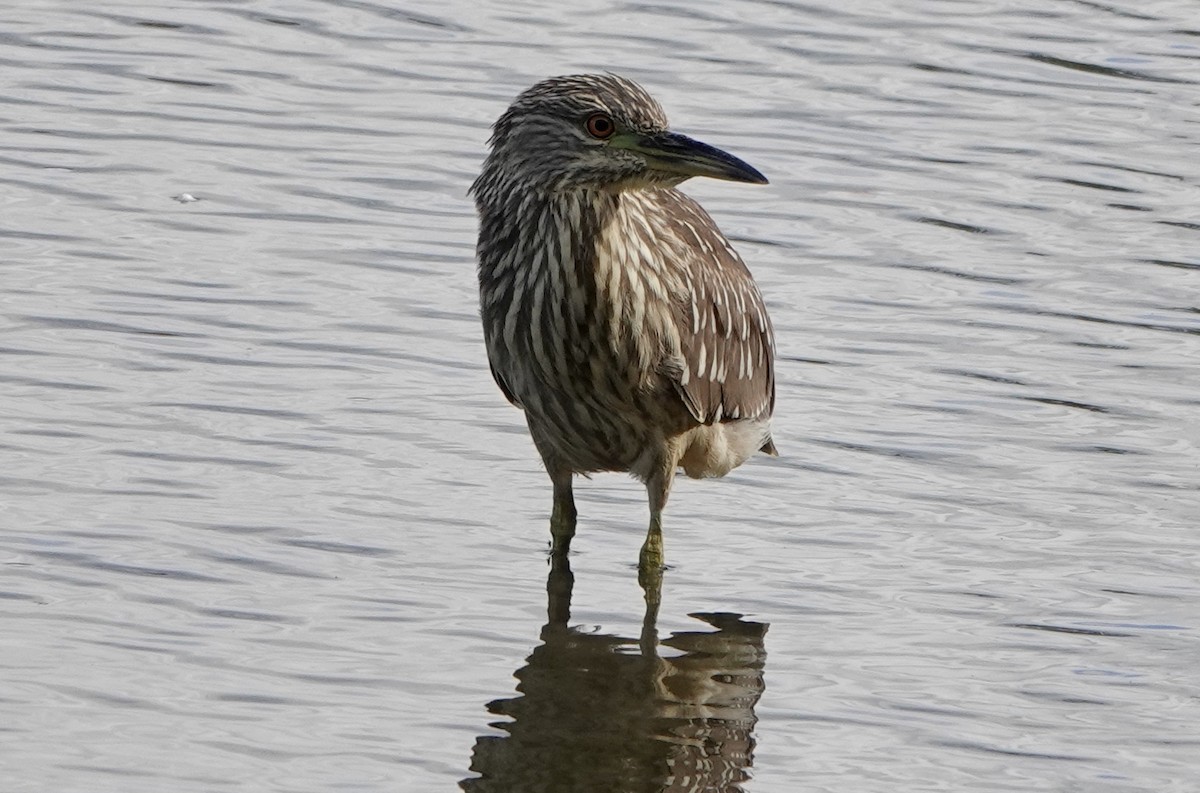 Black-crowned Night Heron - ML383242261