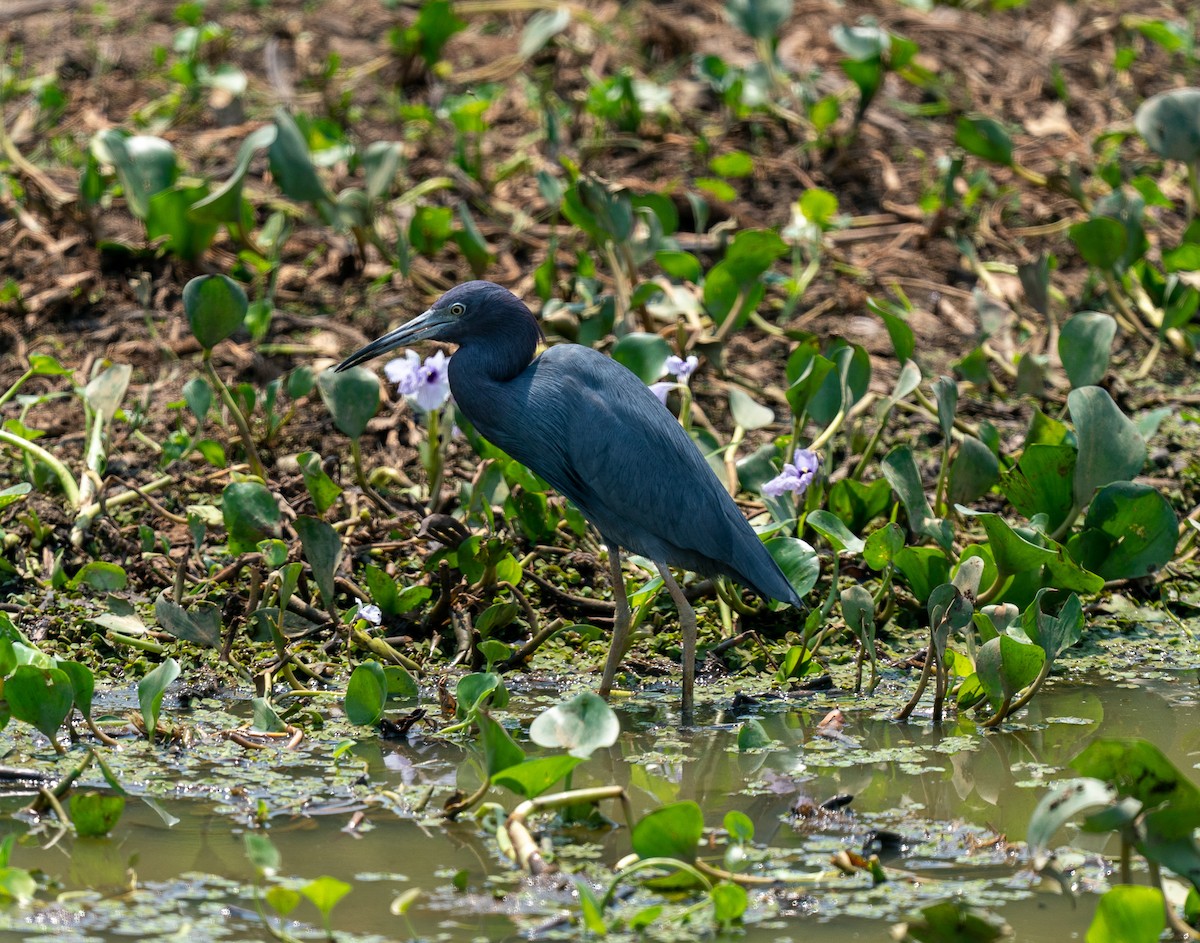 Little Blue Heron - ML383242761