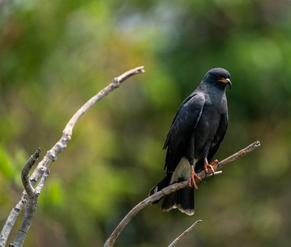 Snail Kite - ML383242901