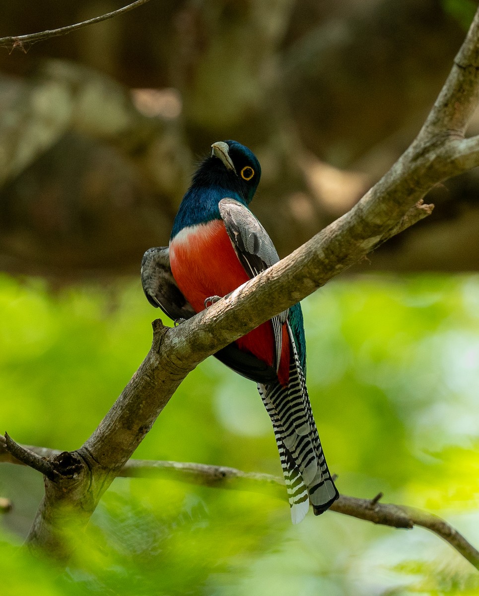 Blue-crowned Trogon - ML383242961