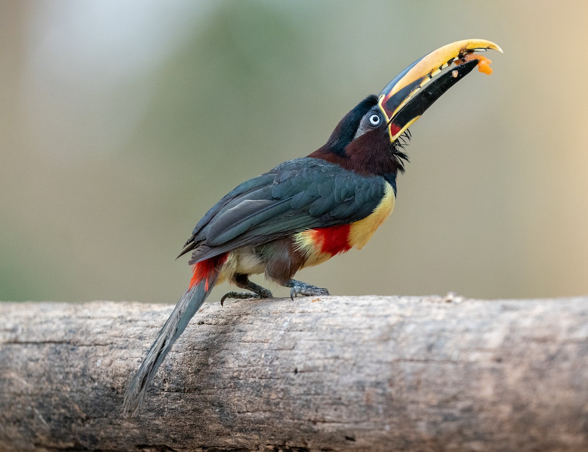 Chestnut-eared Aracari - ML383243271