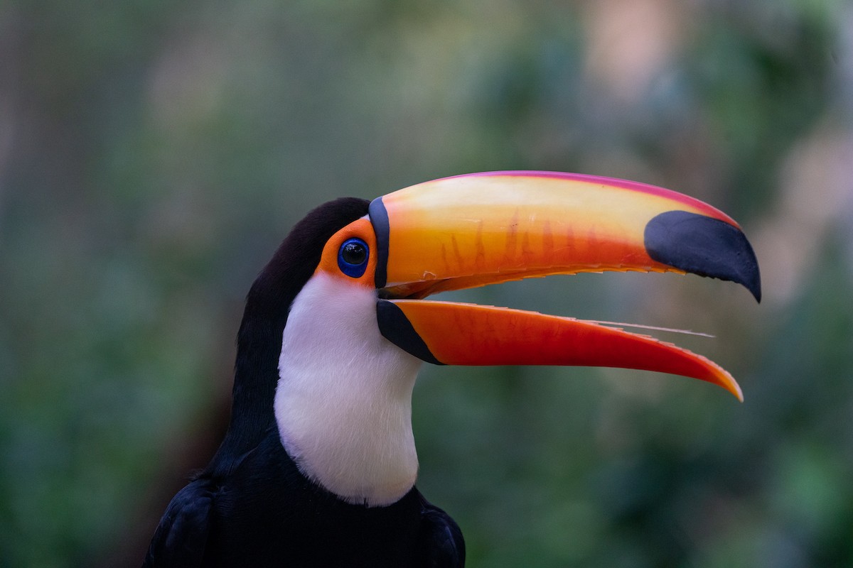 Toco Toucan - ML383243341