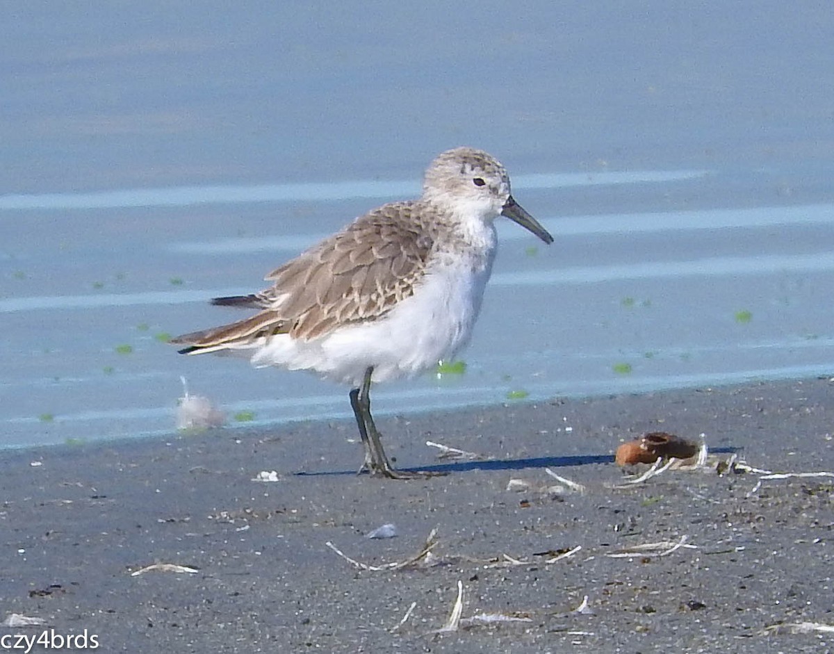 Western Sandpiper - ML38324341