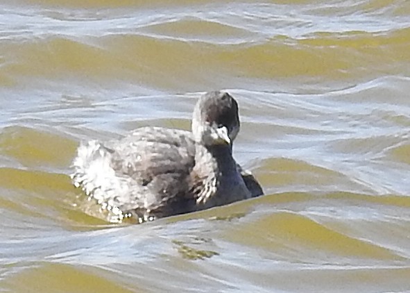 Eared Grebe - ML383243451