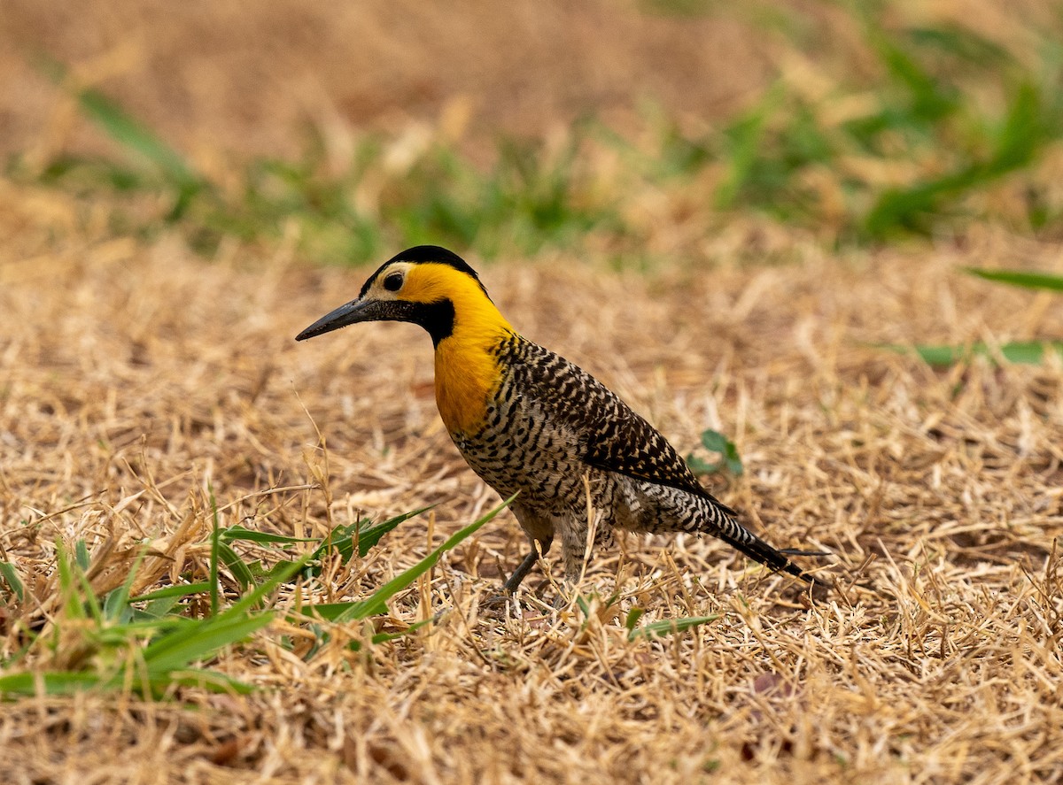 Campo Flicker - ML383243541