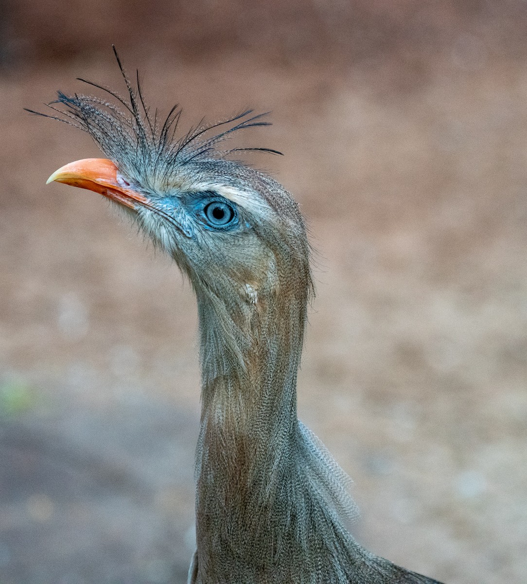 Red-legged Seriema - ML383243681