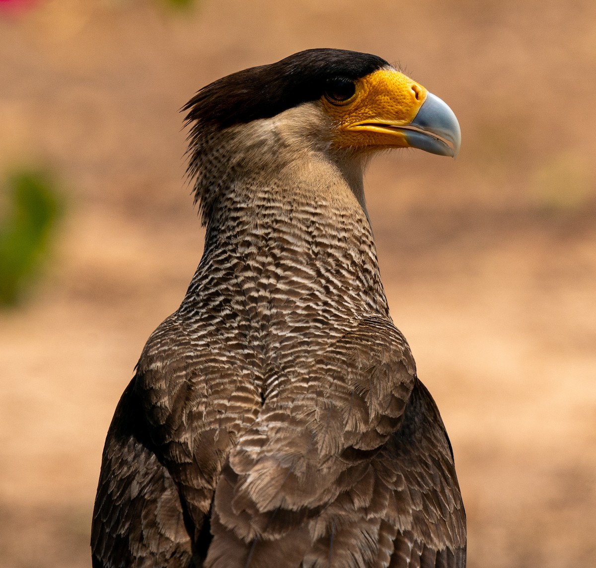 Crested Caracara - ML383243811