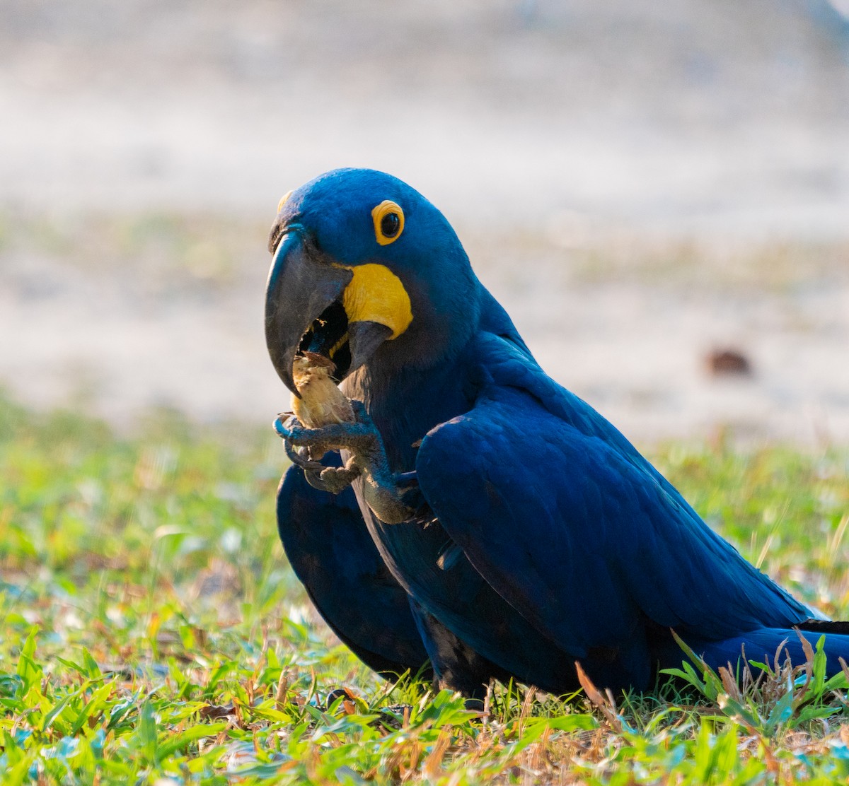 Hyacinth Macaw - Douglas  Denys