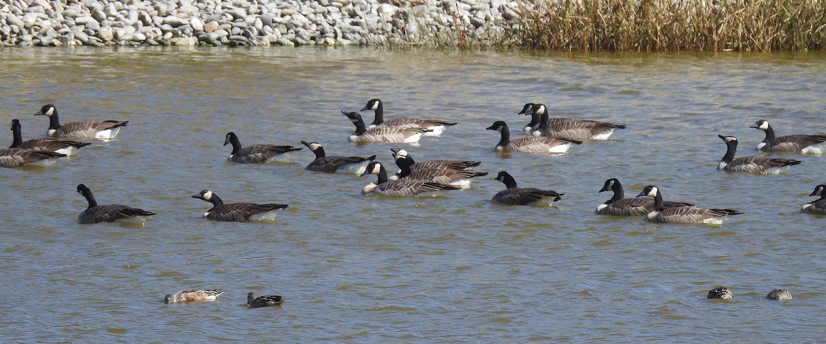 Canada Goose - Barbara Peck