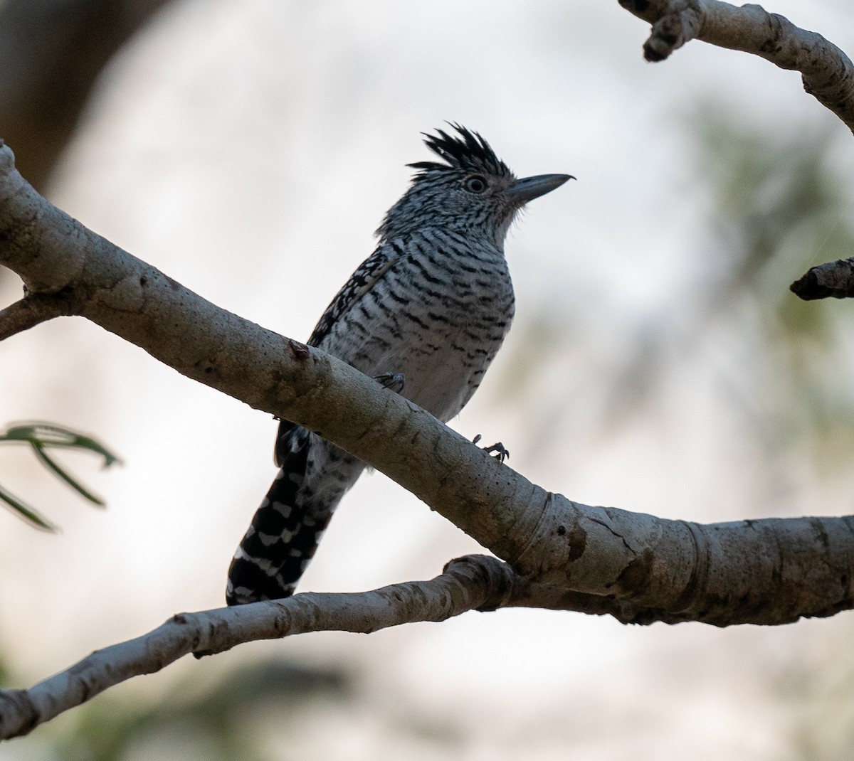 Barred Antshrike - ML383244141