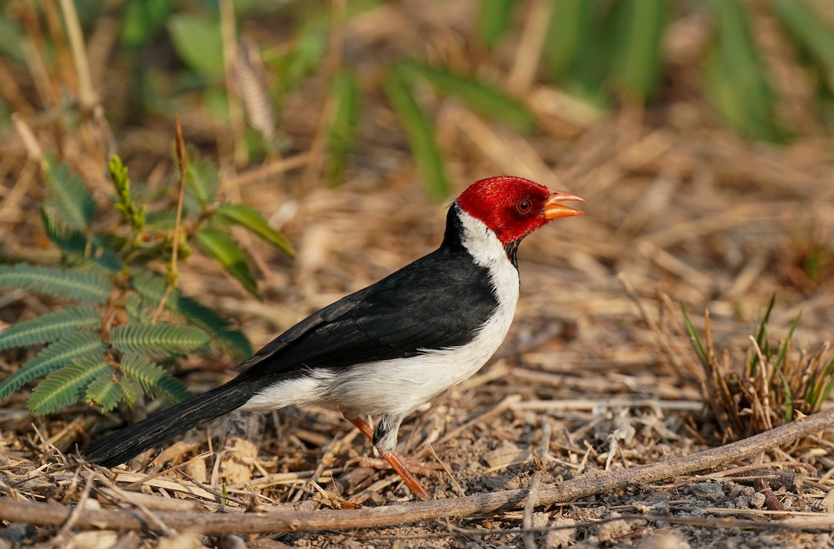Yellow-billed Cardinal - ML383244381
